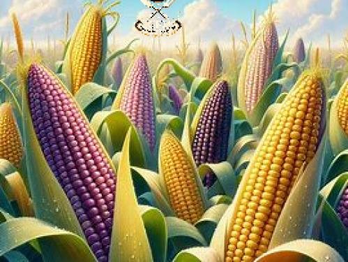 Les bienfaits nutritionnels du maïs